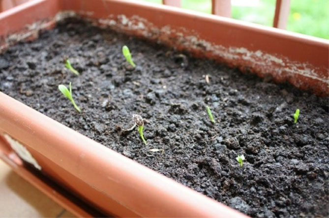 Диморфотека: выращивание из семян, когда сажать, уход, фото