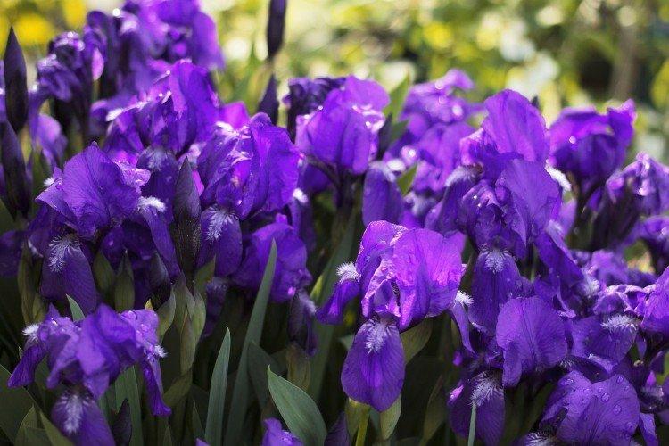 Фиолетовые цветы - названия, фото и описания (каталог)