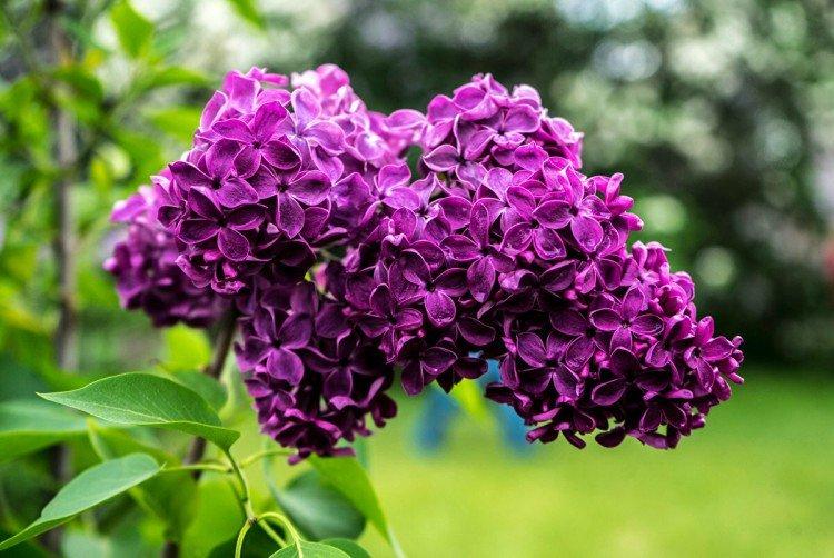 Фиолетовые цветы - названия, фото и описания (каталог)