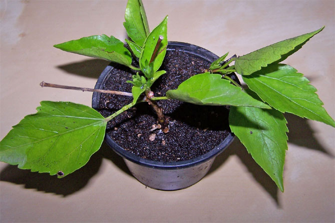Садовый гибискус – выращивание и уход в открытом грунте и в горшке, сорта с описанием и фото