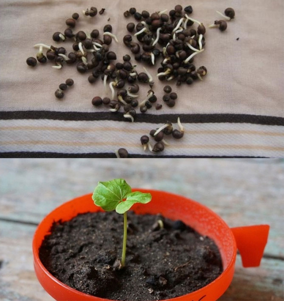 Садовый гибискус – выращивание и уход в открытом грунте и в горшке, сорта с описанием и фото