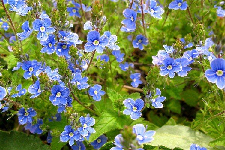 Голубые цветы - названия, фото и описания (каталог)