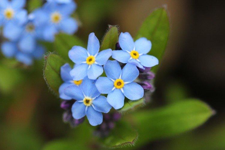 Голубые цветы - названия, фото и описания (каталог)