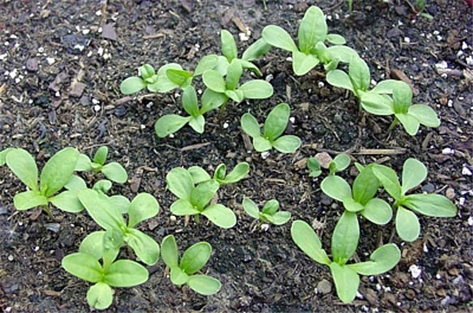 Как и когда сажать семена циннии, выращивание и уход в открытом грунте