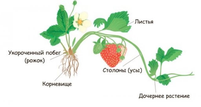 Чем поливать клубнику во время цветения и плодоношения