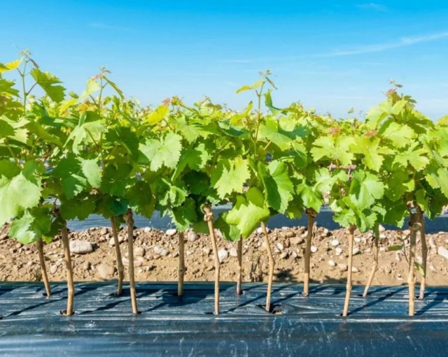 Как посадить саженцы винограда