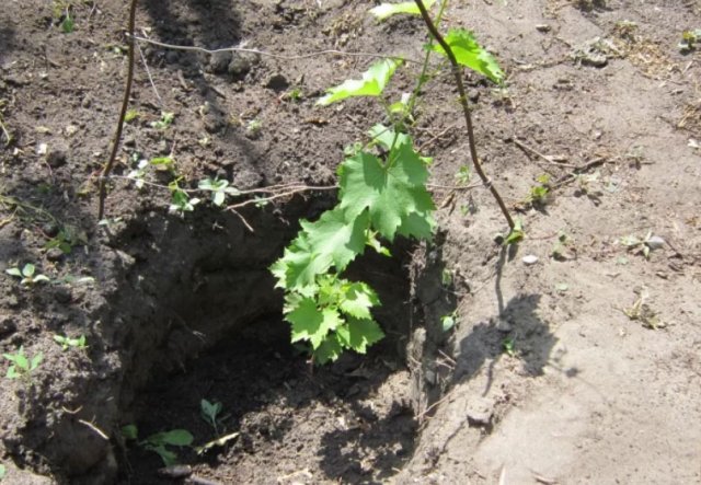 Как посадить саженцы винограда