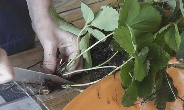 Как размножить клубнику без корней