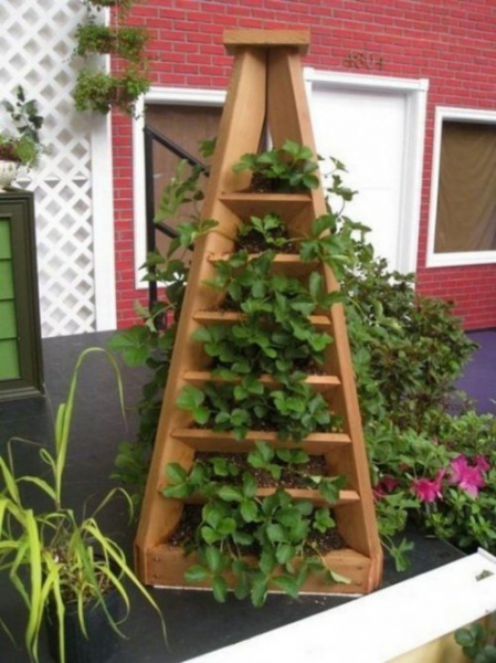 Как вырастить клубнику на балконе
