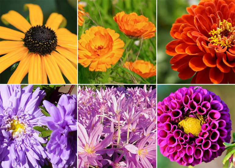 Какие цветы цветут осенью (сентябрь, октябрь) — названия, фото и описание
