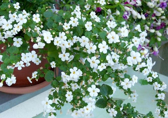 Какие цветы выращивают на балконе: фото и названия