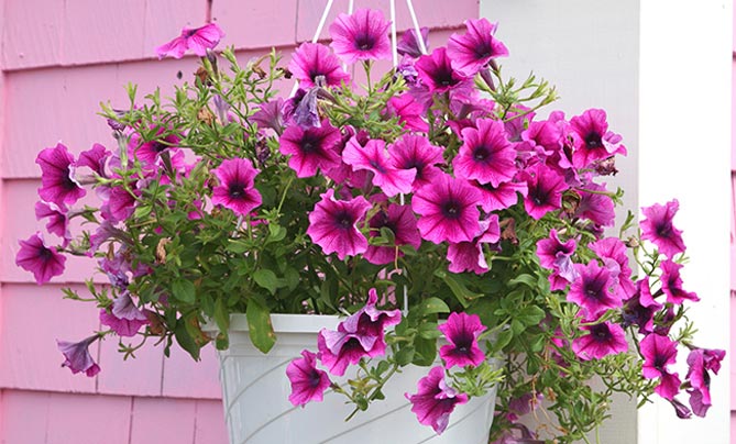 Какие цветы выращивают на балконе: фото и названия