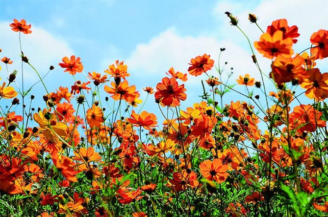Когда сажать цветок космею: выращивание из семян, посадка и уход
