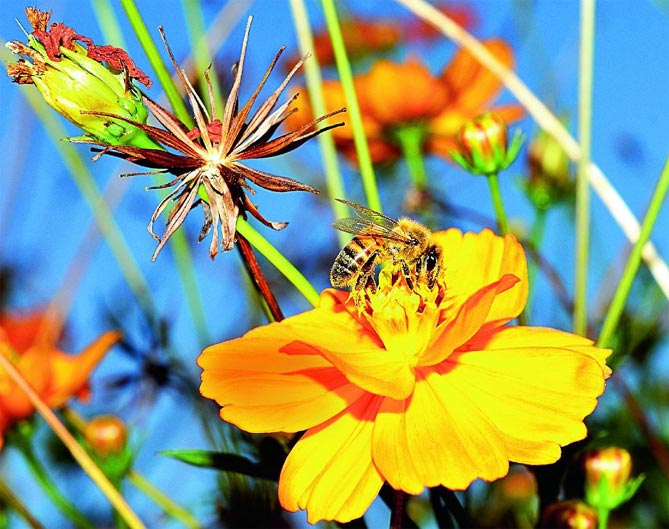 Когда сажать цветок космею: выращивание из семян, посадка и уход