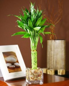 Бамбук комнатный (Dracaena Sander) – уход в домашних условиях