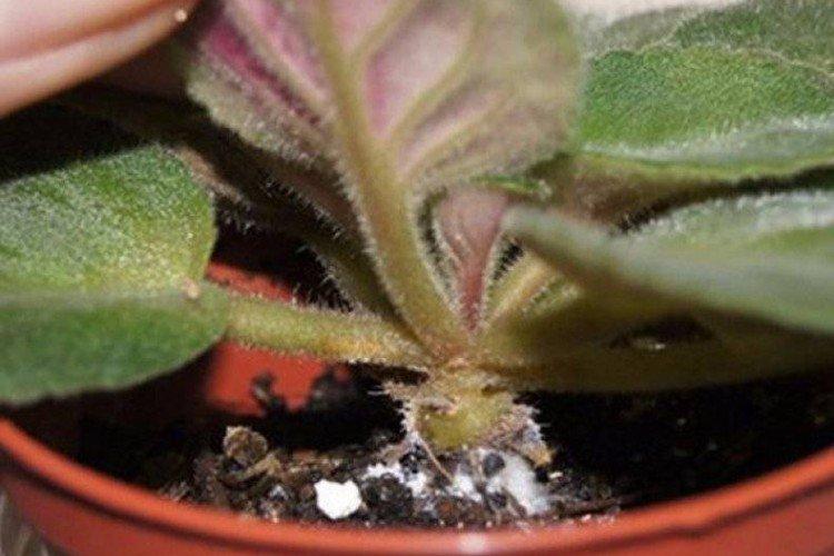 Мучнистый червец на комнатных растениях - как бороться, лучшие средства и способы