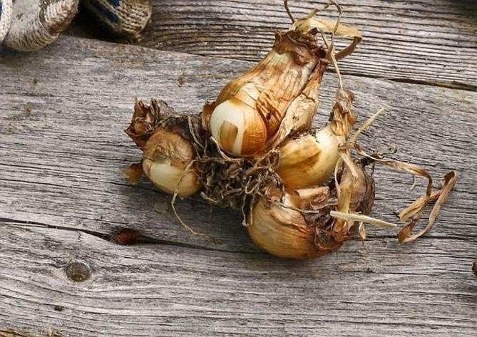 Нарциссы: посадка, выращивание и уход в открытом грунте, горшки