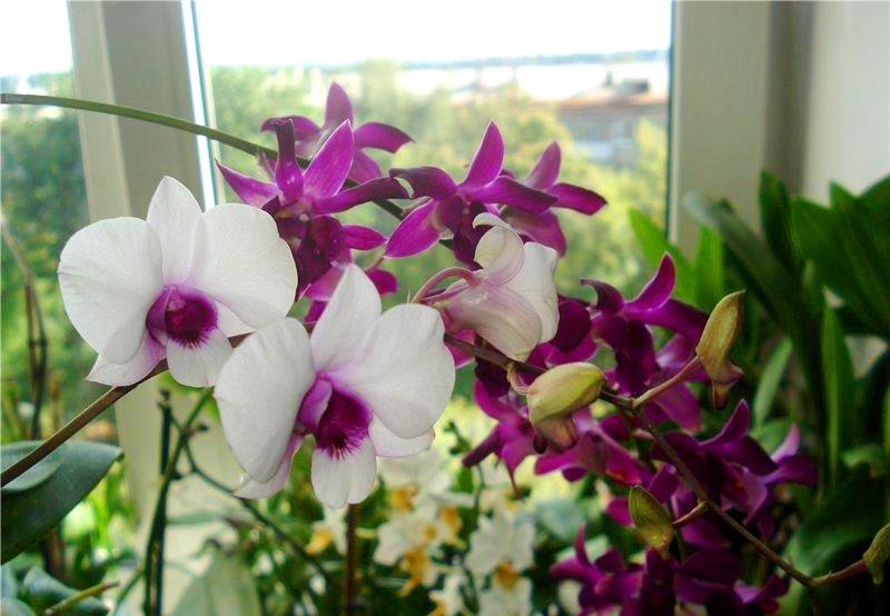 Общие правила ухода за орхидеями Дендробиум
