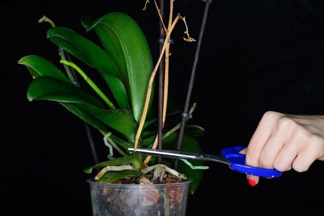 Общие правила ухода за орхидеями Дендробиум