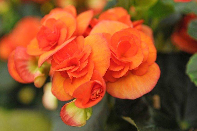 Оранжевые цветы - названия, фото и описания (каталог)