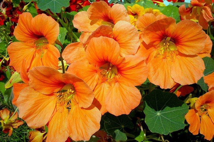 Оранжевые цветы - названия, фото и описания (каталог)