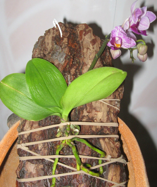 Орхидея Дендробиум Нобиле - Уход и размножение в домашних условиях