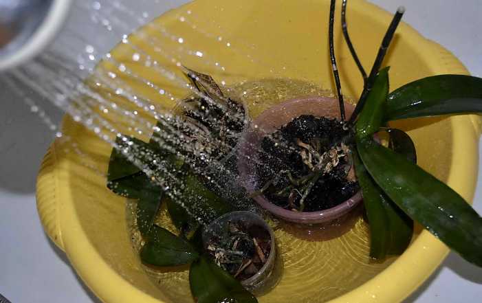 Орхидея Дендробиум Нобиле - Уход и размножение в домашних условиях