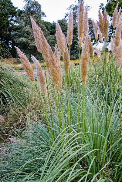 Пампасная трава (кортадерия) – посадка, уход, фото