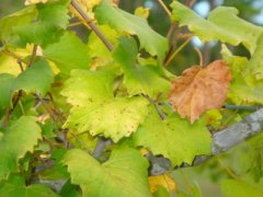 Почему сохнут листья винограда и что делать
