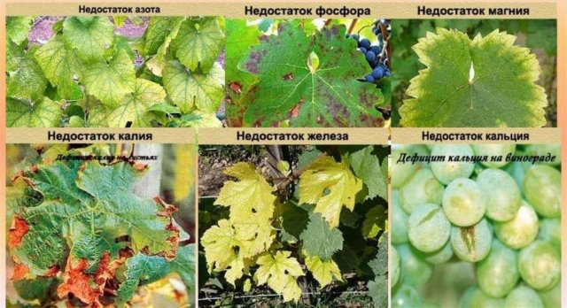 Почему у винограда светлые листья