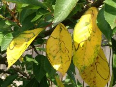 Почему летом желтеют вишни и опадают листья