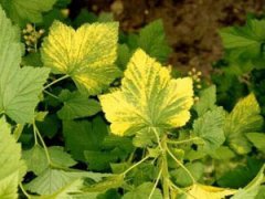 Почему желтеют листья смородины