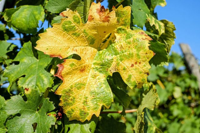 Почему желтеют листья винограда
