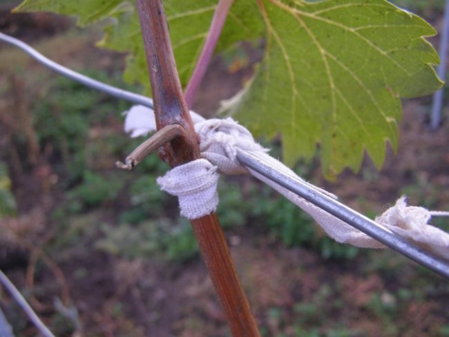 Подвязка винограда