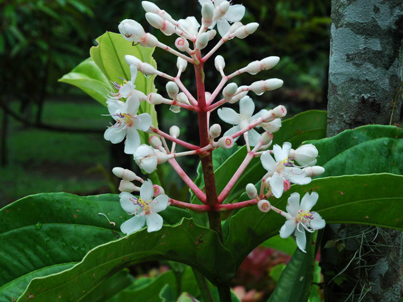 Variedades de Medinilla - favoritas entre la floración