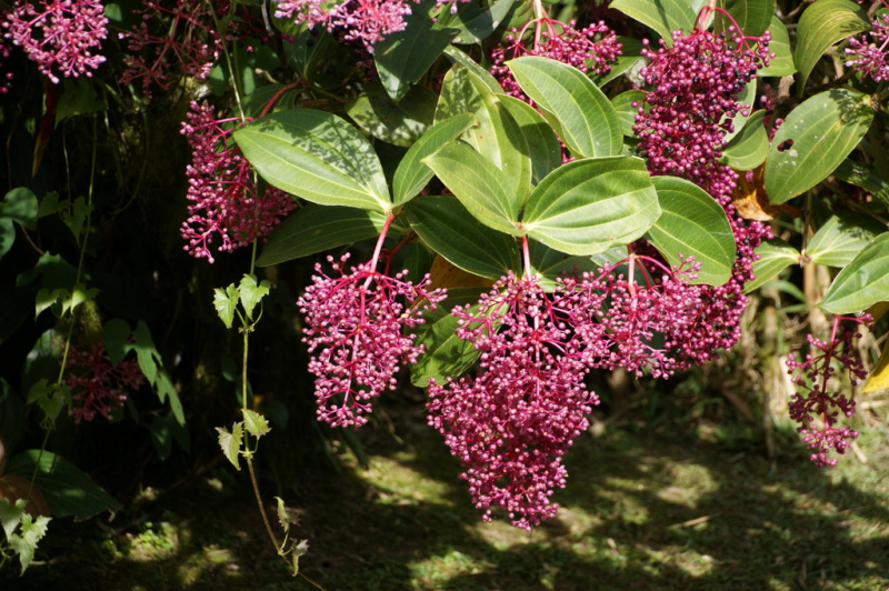 Variedades de Medinilla - favoritas entre la floración