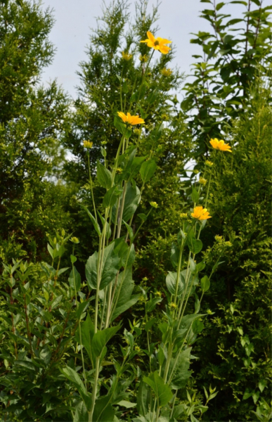 Многолетняя рудбекия – сорта с фото, посадка семенами, уход