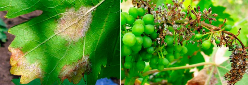 Схема обработки винограда от болезней и вредителей к 2022 году