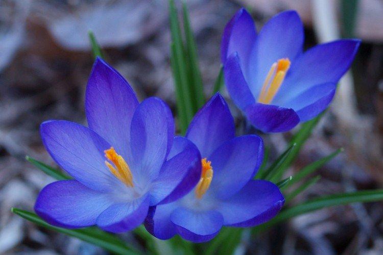 Синие цветы - названия, фото и описания (каталог)
