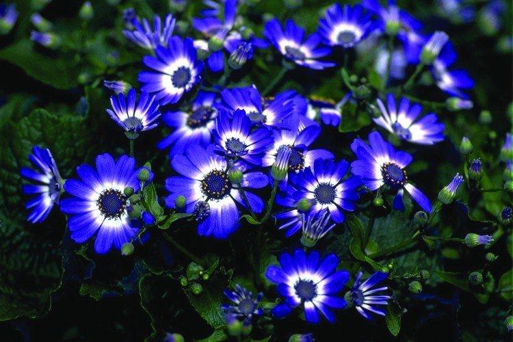 Синие цветы - названия, фото и описания (каталог)