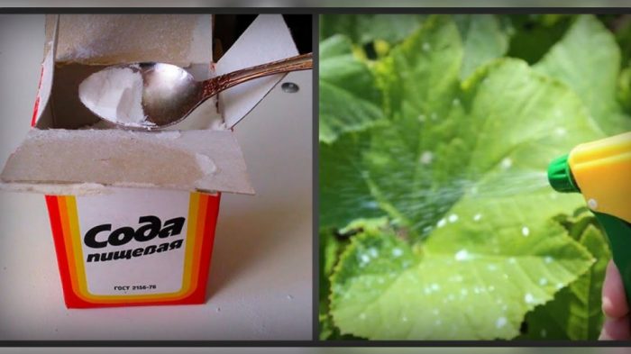 Сода для огурцов в теплице и на огороде + 6 рецептов от болезней и вредителей
