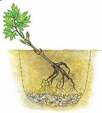 Травянистые и древовидные пионы: размножение и посадка, уход в открытом грунте (удобрение, полив)