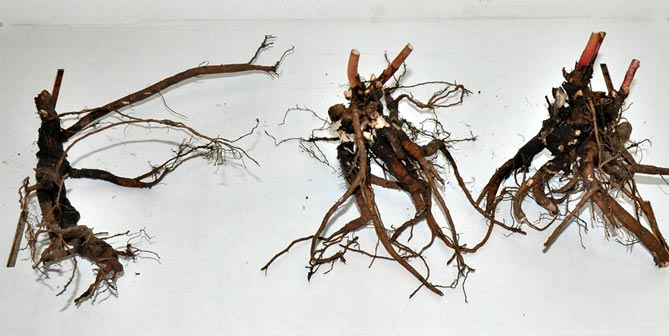 Травянистые и древовидные пионы: размножение и посадка, уход в открытом грунте (удобрение, полив)