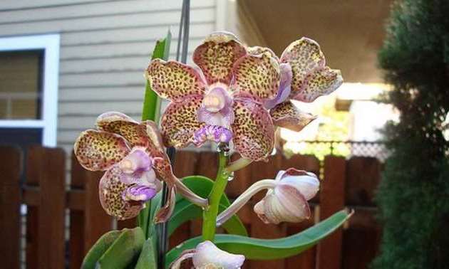 Ванда — уход за настоящей орхидеей в домашних условиях