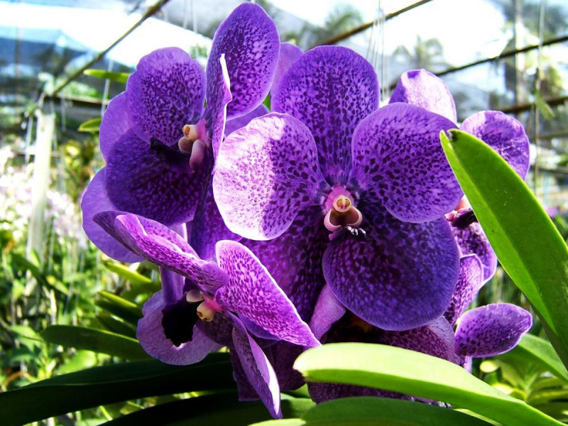 Ванда — уход за настоящей орхидеей в домашних условиях