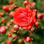 Виды и сорта комнатной розы (домашние