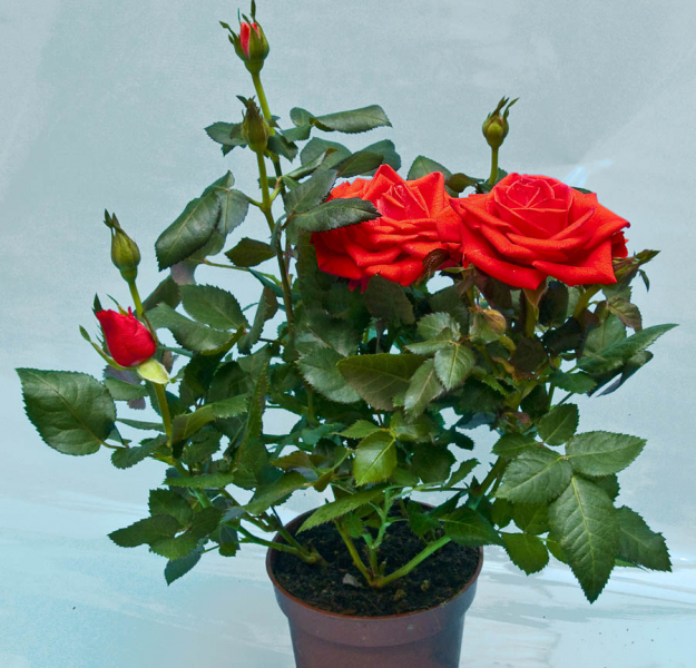 Виды и сорта комнатной розы (домашние