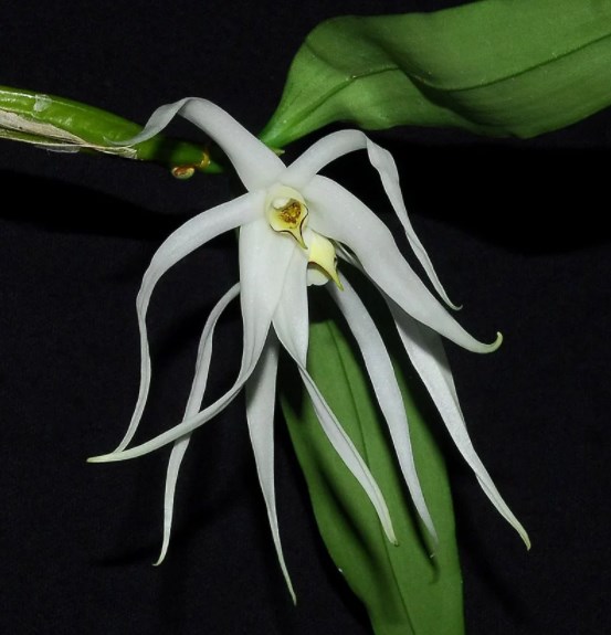  Виды и сорта орхидеи Дендробиум 