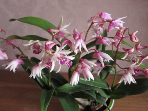  Виды и сорта орхидеи Дендробиум 