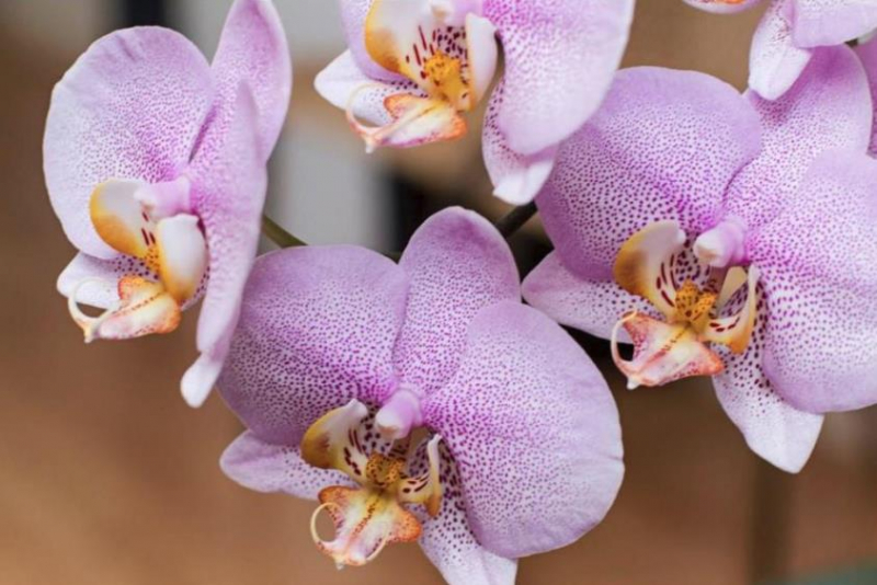 Виды и сорта орхидей Фаленопсис
